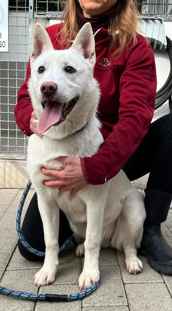 Skyler  Pastore Svizzero Bianco